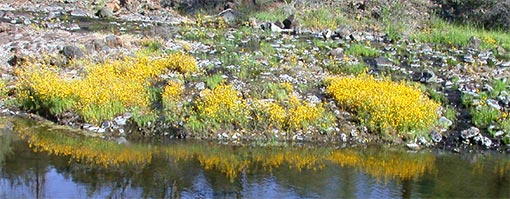 Mimulus flowering at California field site.